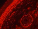 c-Kit/CD117 Antibody in Immunohistochemistry (IHC)
