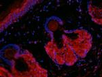 c-Kit/CD117 Antibody in Immunohistochemistry (IHC)