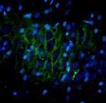 ORL 1 Antibody in Immunohistochemistry (IHC)