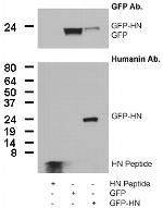Humanin Antibody in Western Blot (WB)