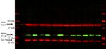 PARK7/DJ-1 Antibody in Western Blot (WB)