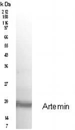 Artemin Antibody in Western Blot (WB)
