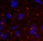 Neuropeptide FF1 Receptor Antibody in Immunohistochemistry (IHC)