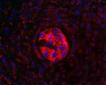 SOX6 Antibody in Immunohistochemistry (IHC)