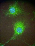 WWOX Antibody in Immunocytochemistry (ICC/IF)