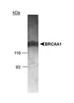 BRCAA1 Antibody in Western Blot (WB)