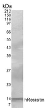 Resistin Antibody in Western Blot (WB)