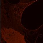 GLUT10 Antibody in Immunohistochemistry (IHC)