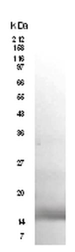 mRELM alpha Antibody in Western Blot (WB)