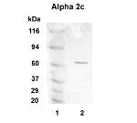 Alpha 2c Adrenergic Receptor Antibody in Western Blot (WB)