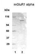 mGluR1 alpha Antibody in Western Blot (WB)