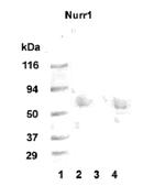 Nurr1 Antibody in Western Blot (WB)