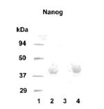 Nanog Antibody in Western Blot (WB)