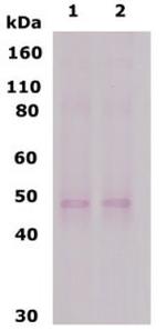 Delta Opioid Receptor 3-17 Antibody in Western Blot (WB)