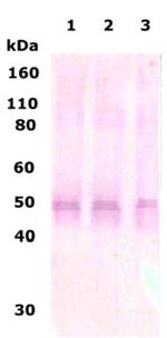 Delta Opioid Receptor 361-372 Antibody in Western Blot (WB)