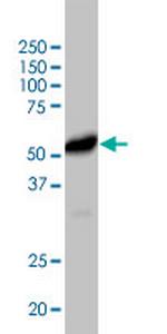 CD40 Recombinant Human Monoclonal Antibody (6EOG)