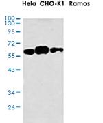 Ythdf1 Antibody in Western Blot (WB)