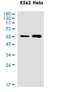 WTAP Antibody in Western Blot (WB)
