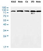 VCL Recombinant Rabbit Monoclonal Antibody