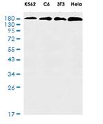FLT1 Recombinant Rabbit Monoclonal Antibody