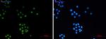 H3C1 Antibody in Immunocytochemistry (ICC/IF)