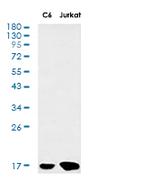 H3C1 Antibody in Western Blot (WB)