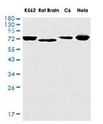 TRIM25 Recombinant Rabbit Monoclonal Antibody