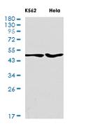 TRIM21 Recombinant Rabbit Monoclonal Antibody