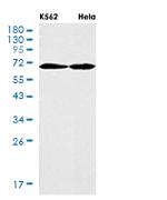 TCF7L2 Antibody in Western Blot (WB)
