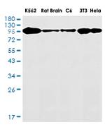 TOP1 Recombinant Rabbit Monoclonal Antibody