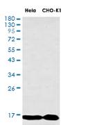 TOMM20 Recombinant Rabbit Monoclonal Antibody