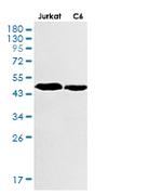 Tgfb1 Recombinant Rabbit Monoclonal Antibody