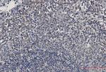 UBE2I Antibody in Immunohistochemistry (Paraffin) (IHC (P))