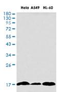 UBE2I Antibody in Western Blot (WB)