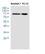 STAT5B Antibody in Western Blot (WB)