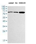 STAT3 Antibody in Western Blot (WB)