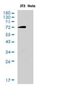 SOX9 Antibody in Western Blot (WB)