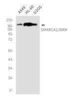 SMARCA2 Antibody in Western Blot (WB)