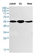 SMAD3 Antibody in Western Blot (WB)