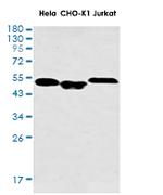 SMAD2 Recombinant Rabbit Monoclonal Antibody
