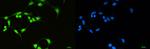 SF3B1 Recombinant Rabbit Monoclonal Antibody