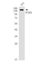 SF3B1 Antibody in Western Blot (WB)