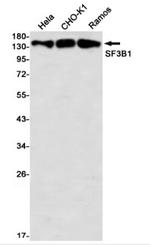 SF3B1 Antibody in Western Blot (WB)