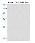 RPS20 Antibody in Western Blot (WB)