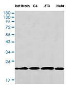 PEBP1 Recombinant Rabbit Monoclonal Antibody