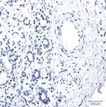 RAD21 Antibody in Immunohistochemistry (Paraffin) (IHC (P))