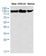RAD21 Antibody in Western Blot (WB)