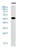 SMAD2 Antibody in Western Blot (WB)