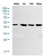 GSK3B Recombinant Rabbit Monoclonal Antibody