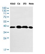 EIF2S1 Antibody in Western Blot (WB)